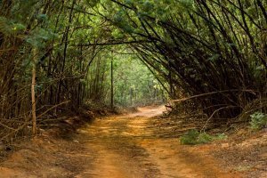 Life Coaching - Dirt road running through undergrowth